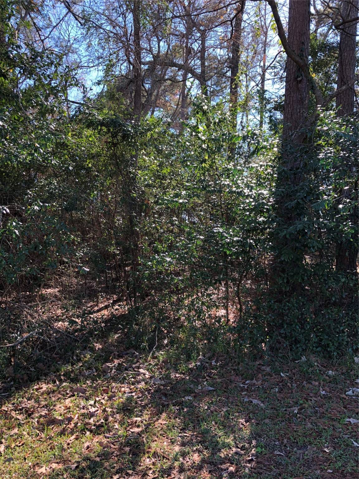 Trinity, TX 75862,389 Live Oak
