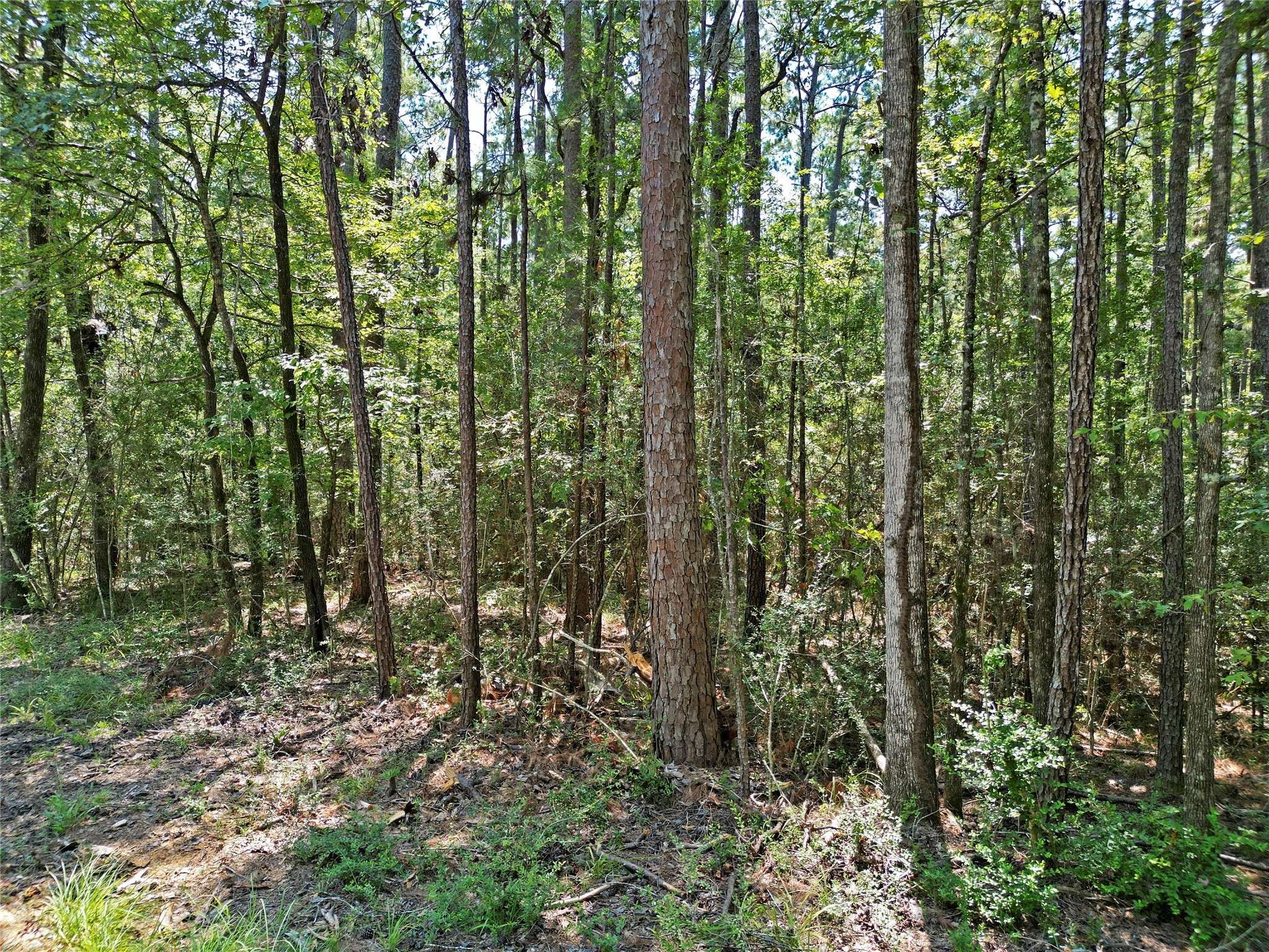 Huntsville, TX 77320,24733 Queenswood Plaza DR