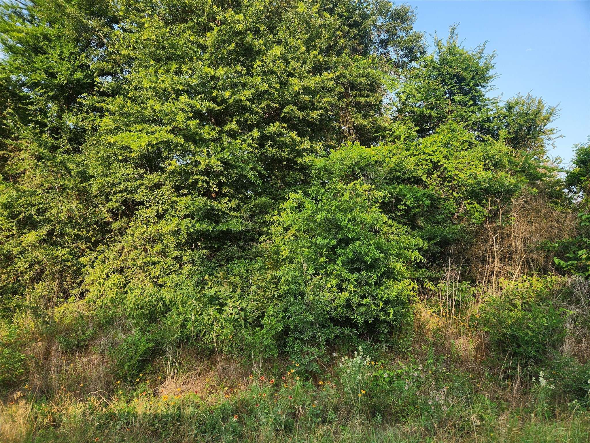 Plantersville, TX 77363,Lot 15 Weeping Willow LN