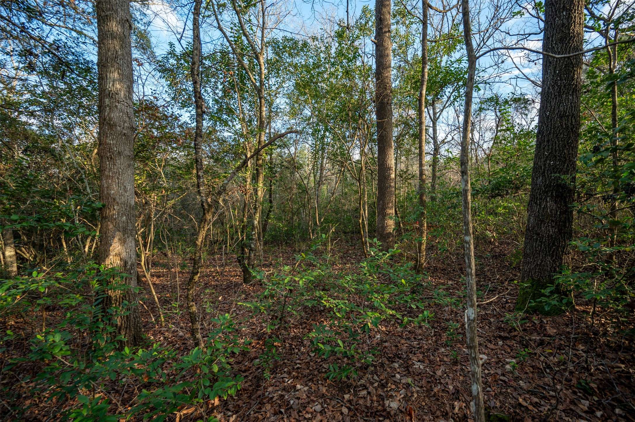 Woodville, TX 75979,tbd United States Hwy 69 S