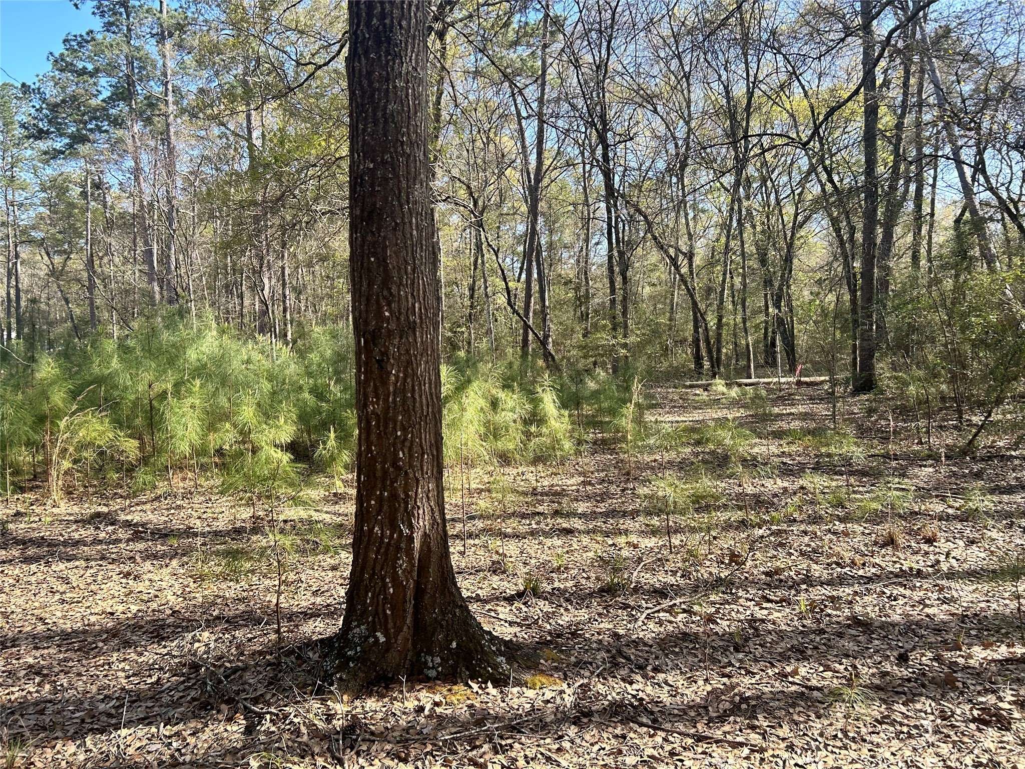 Plantersville, TX 77363,16383 Largent DR