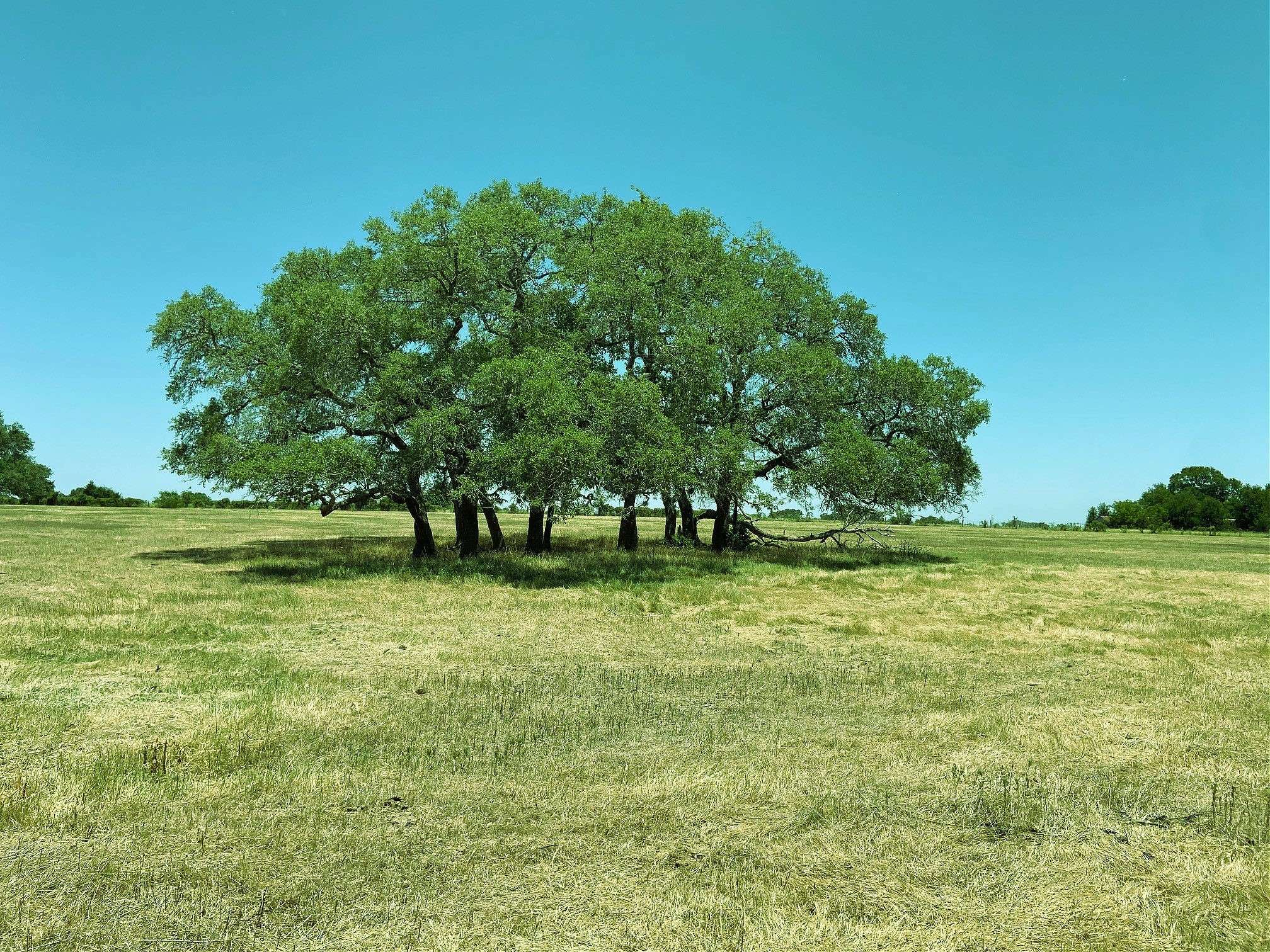 Schulenburg, TX 78956,Tract 4 Roitsch RD