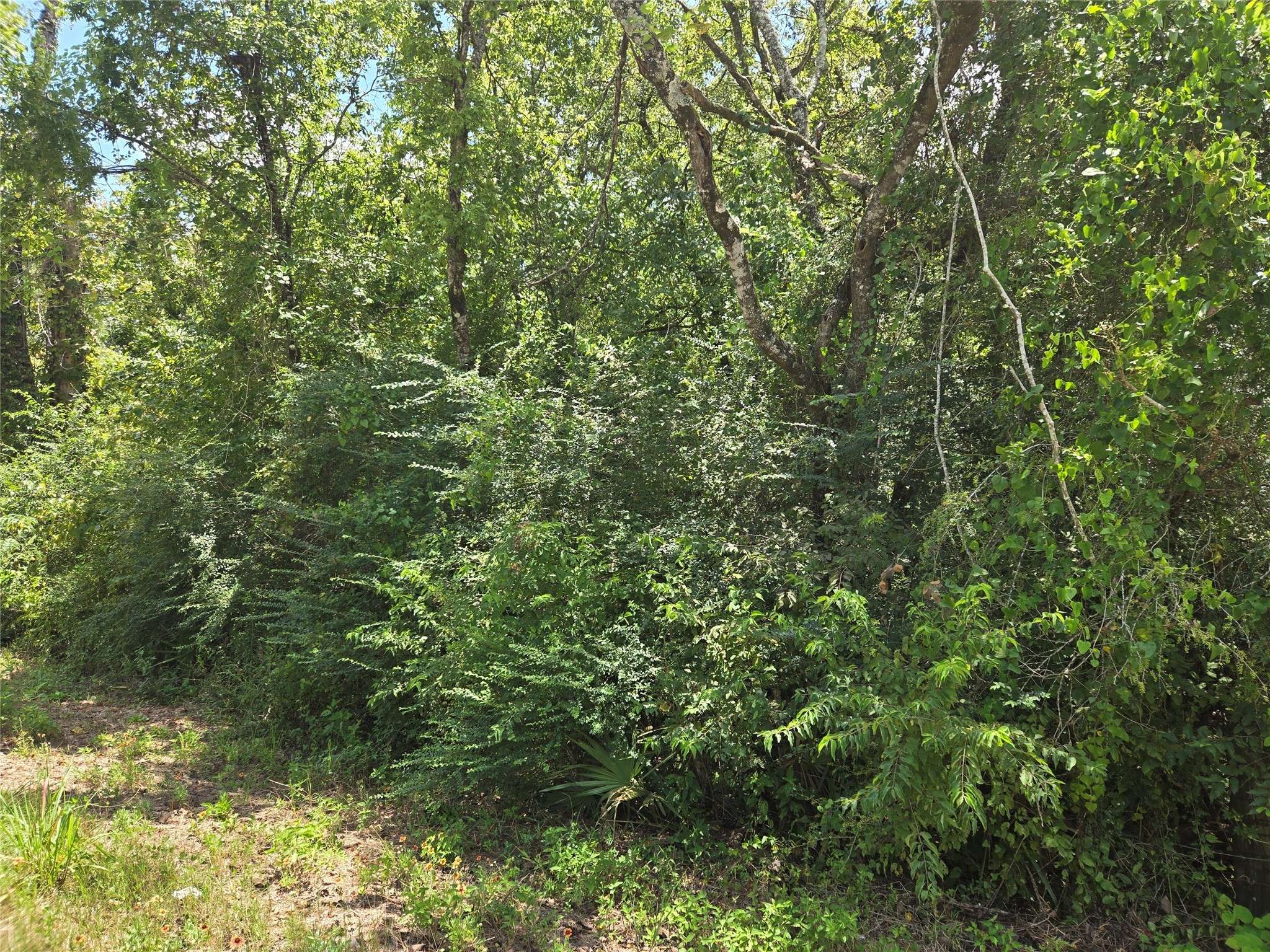 Montgomery, TX 77316,000 Spring Branch RD