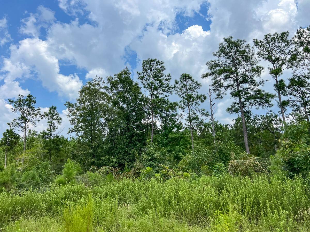 Browndell, TX 75931,3 Rec Road 255