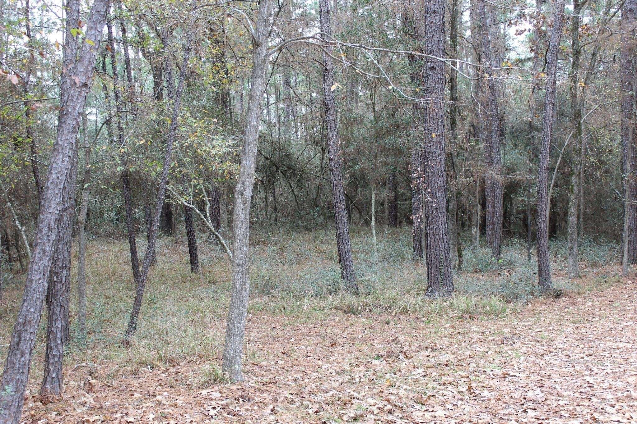 Trinity, TX 75862,12 Weeping Willow