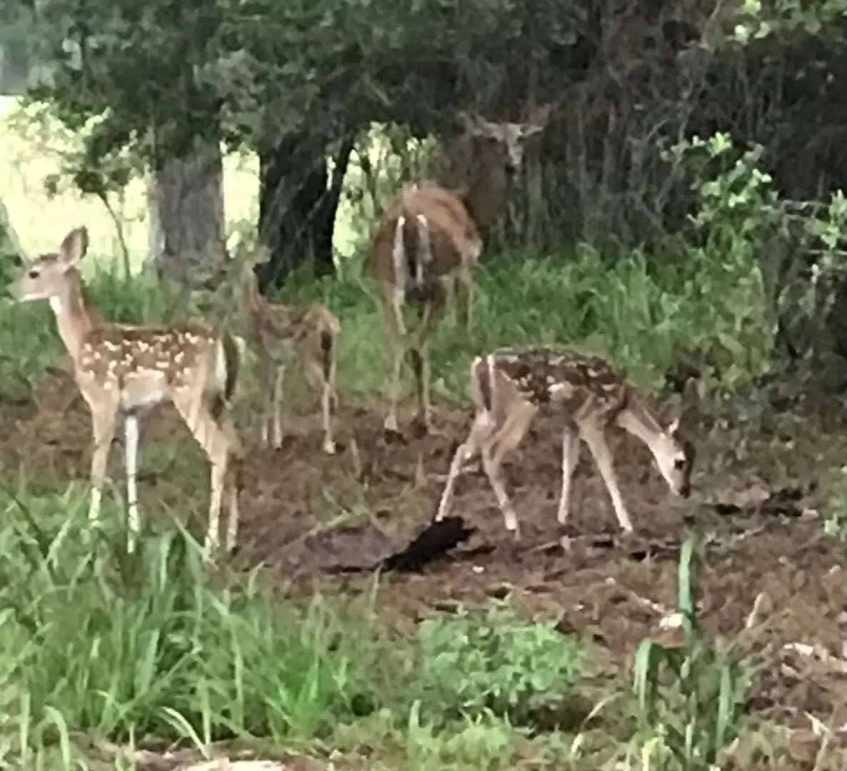 Huntsville, TX 77320,TBD Bay Hill RD
