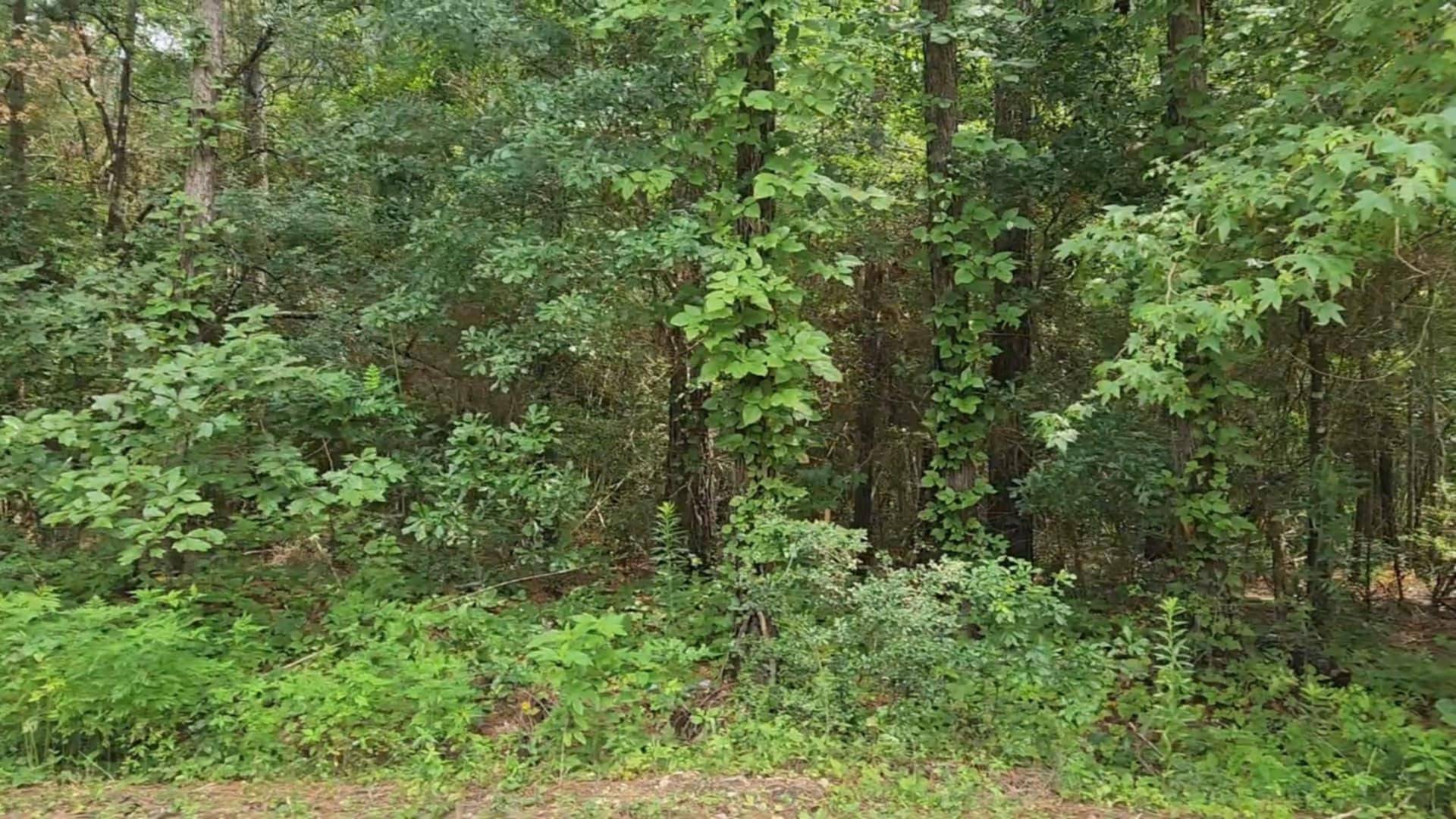 Plantersville, TX 77363,Lot 1 Pin Oak DR