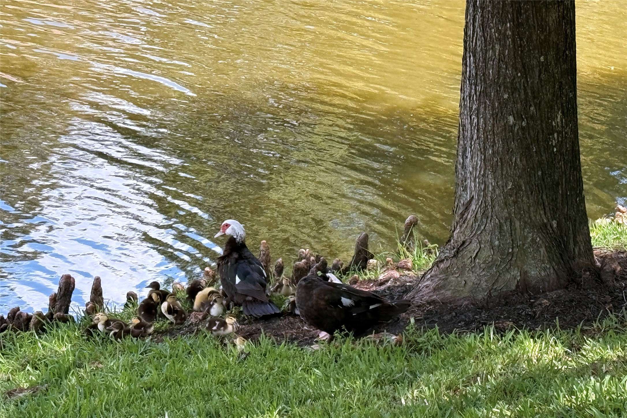 Cypress, TX 77429,14706 Palladio DR