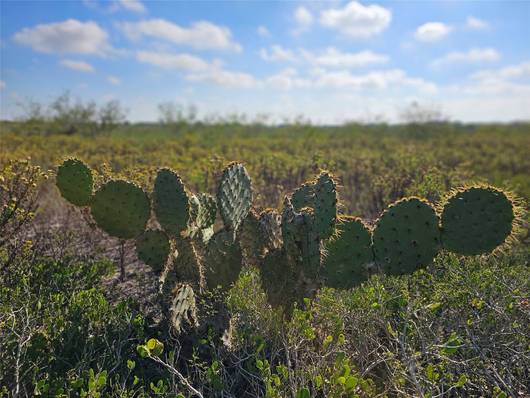 San Benito, TX 78586,0 San Jose Ranch RD