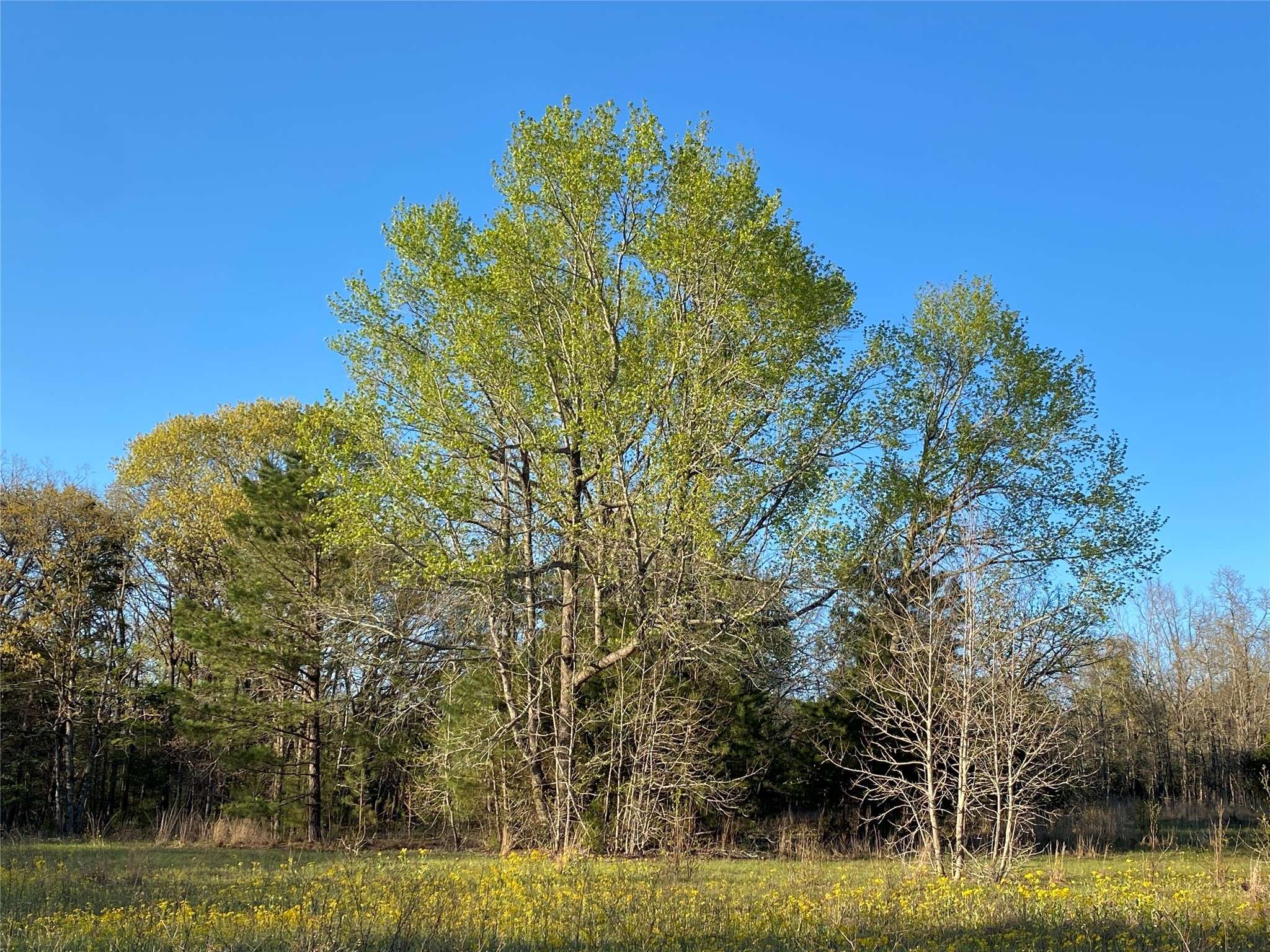 Larue, TX 75770,Lot 280 Eland TRL