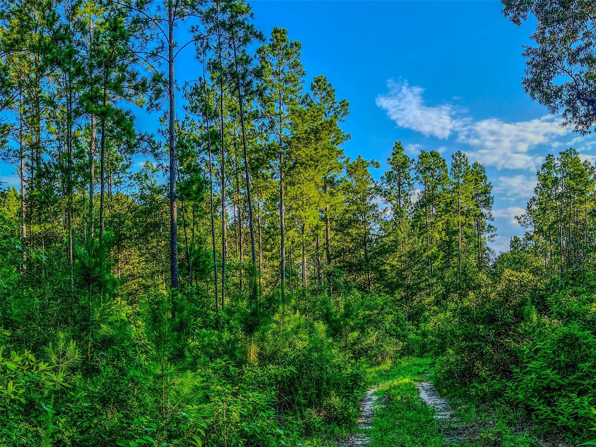 Warren, TX 77664,TBD County Road 1450