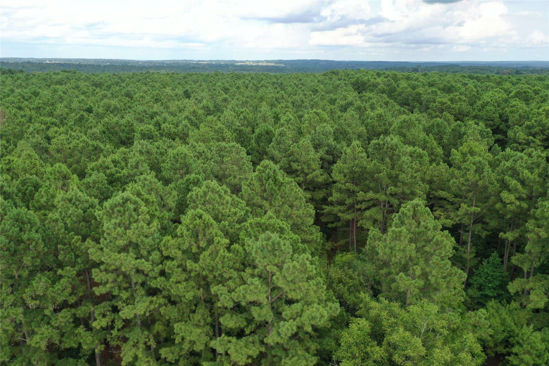 Grapeland, TX 75844,TBD CR 1735