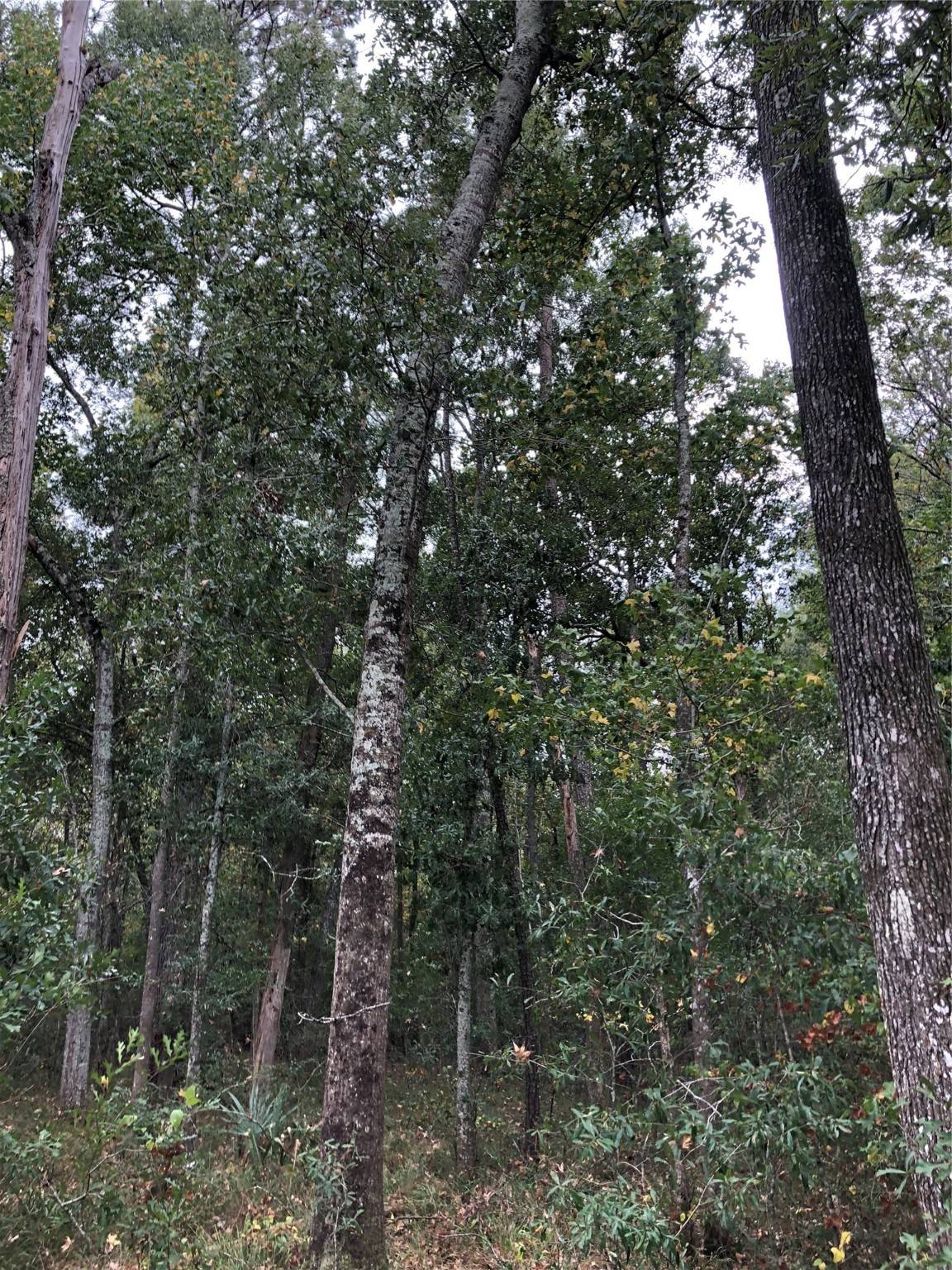 Devers, TX 77538,TBD CR 1051