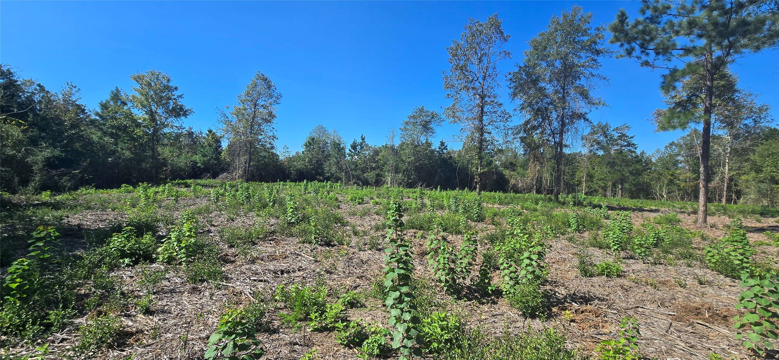 Nacogdoches, TX 75961,00 Lot 5 CR 338