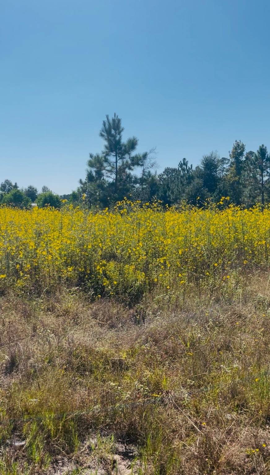 Cleveland, TX 77327,388 County Road 5017