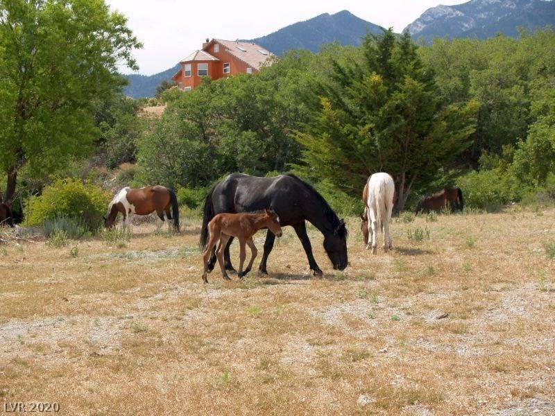 Cold Creek, NV 89124,65 Camp Bonanza