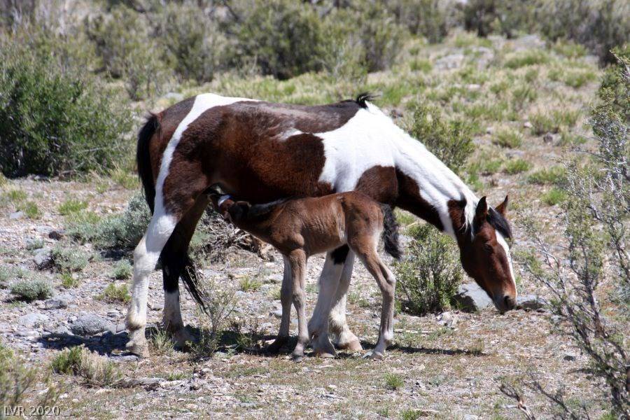 Cold Creek, NV 89124,65 Camp Bonanza