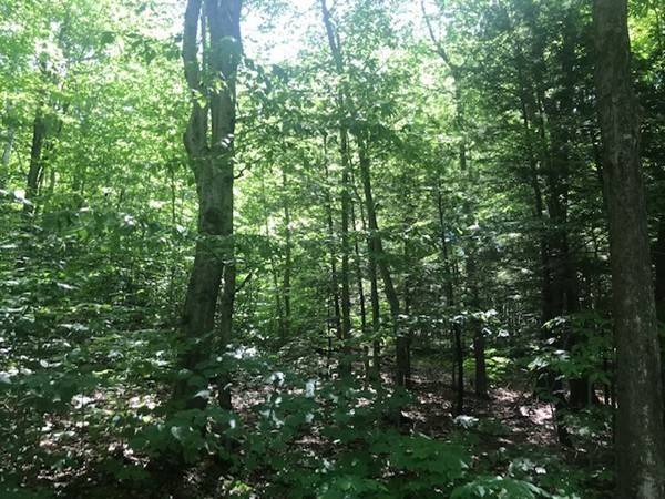 Buckland, MA 01338,0 Bray Rd