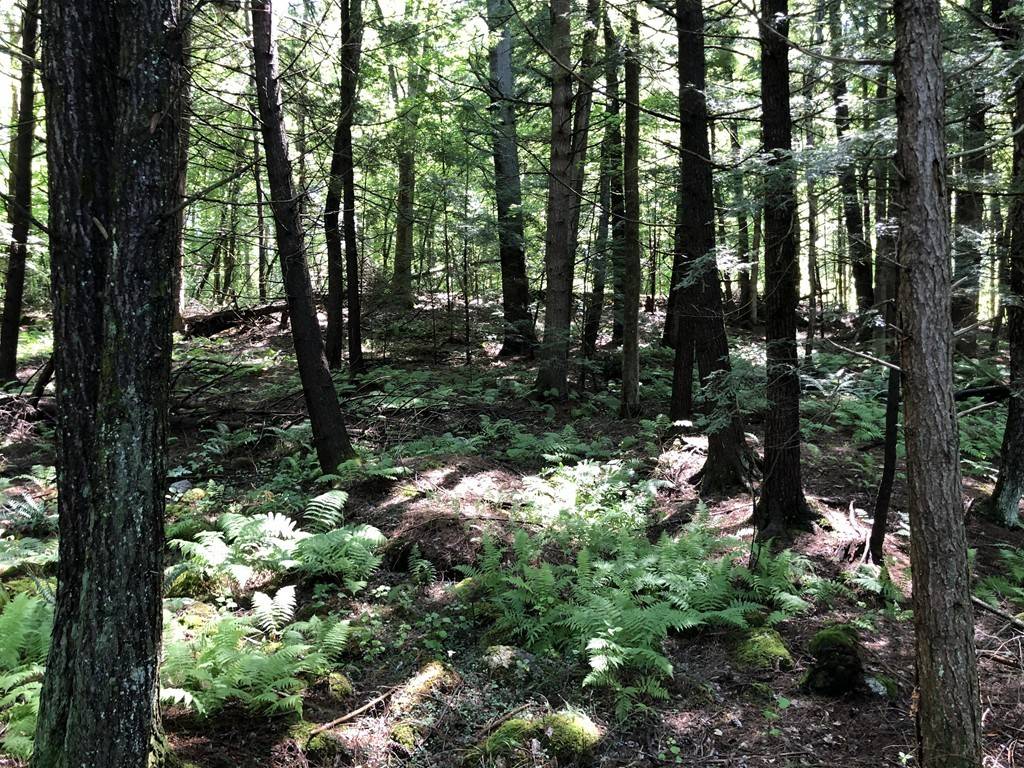 Williamsburg, MA 01096,151 Ashfield Rd