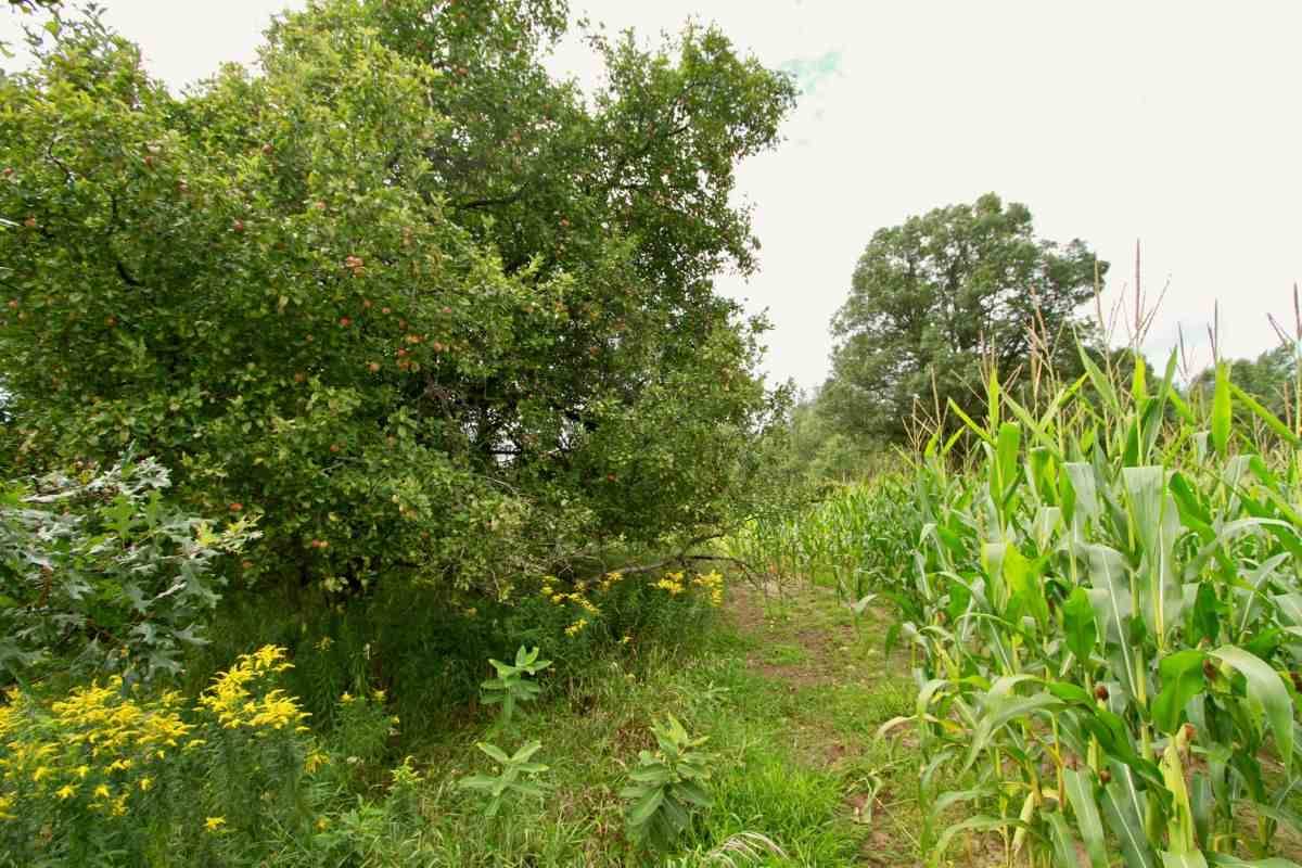 Hancock, WI 54943,40 Ac County Road C