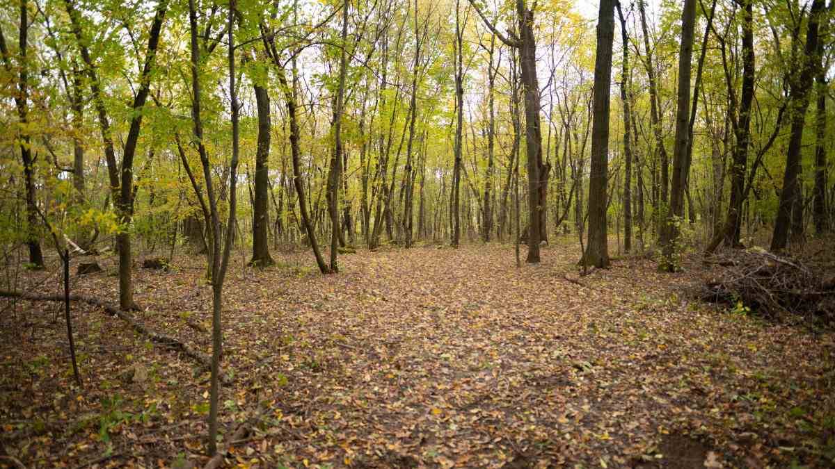 Fall River, WI 53932,40 AC County Road Z