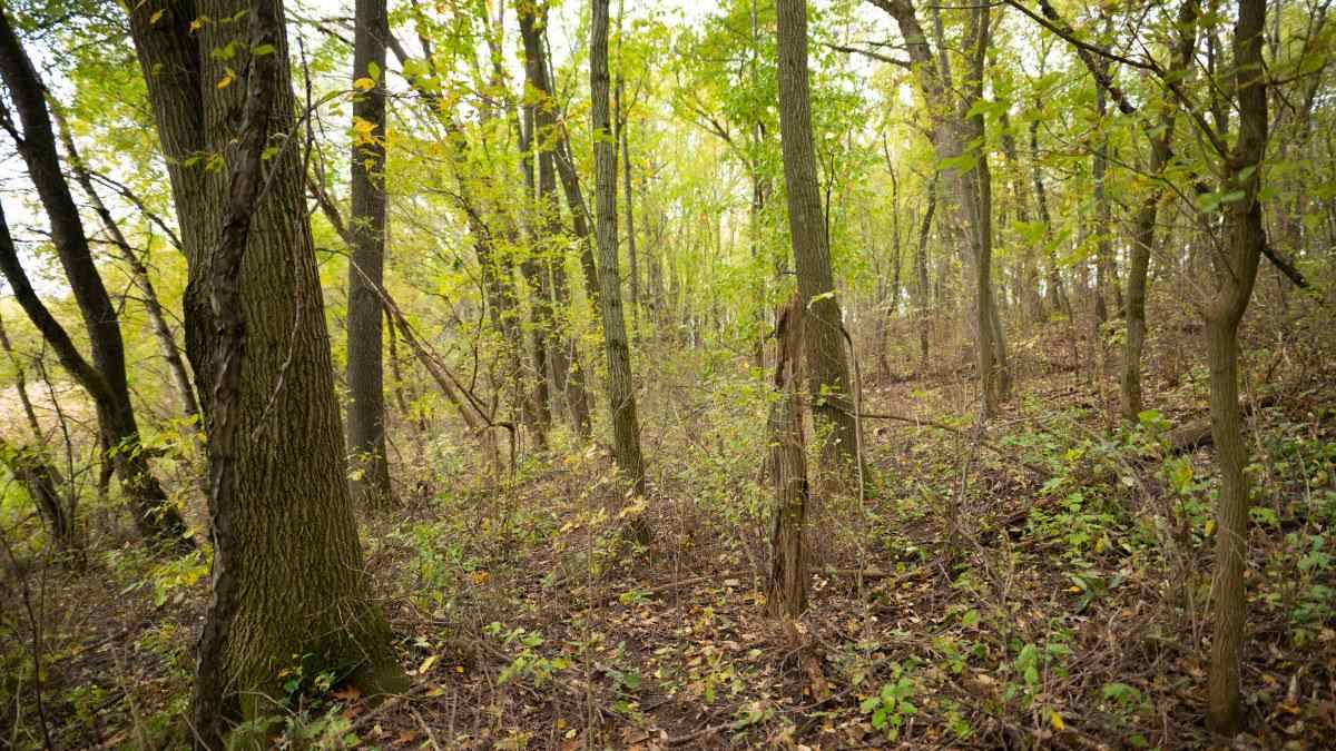 Fall River, WI 53932,40 AC County Road Z