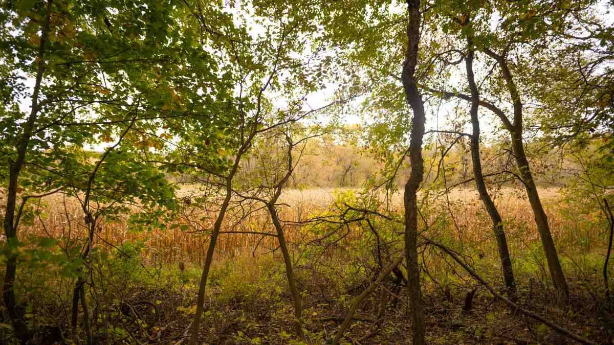 Fall River, WI 53932,40 AC County Road Z