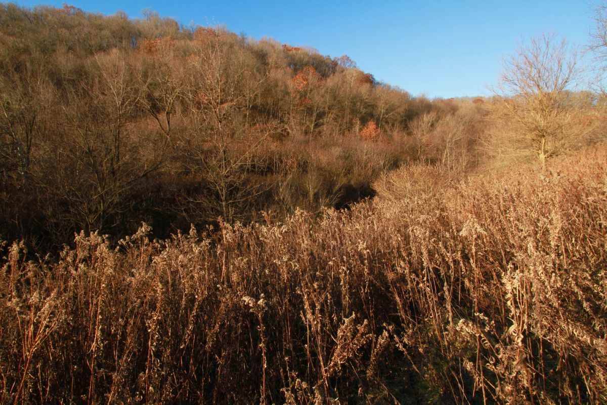 Richland Center, WI 53581,55.54 Ac Elm Tree Ln