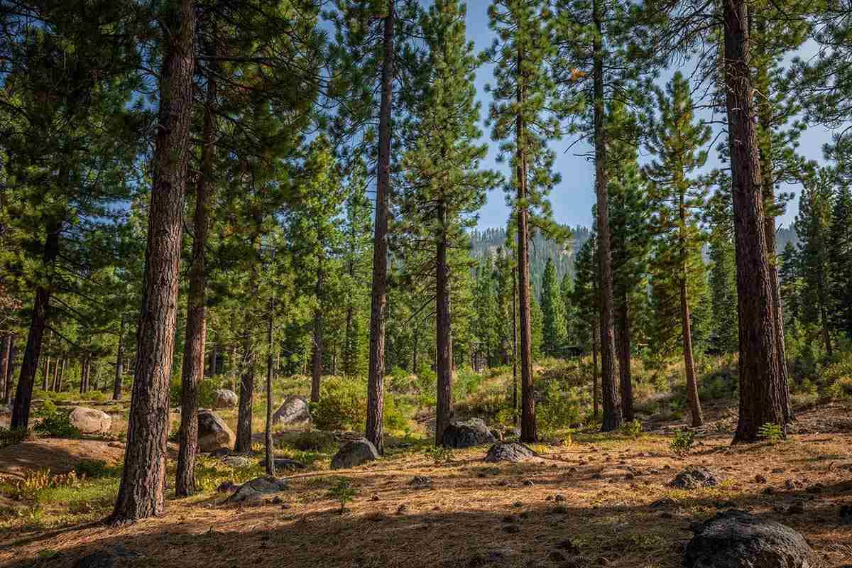 Truckee, CA 96161,9523 Dunsmuir Way