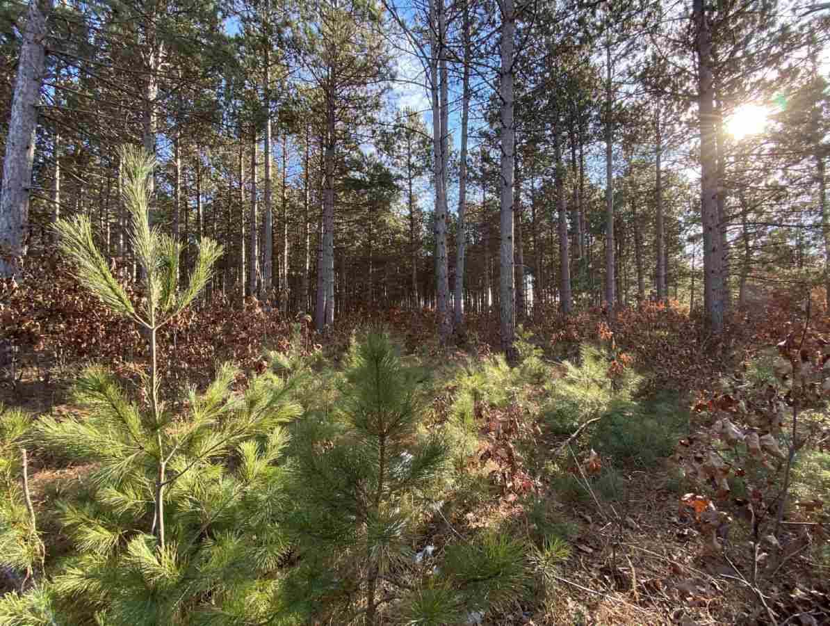 Nekoosa, WI 54457,79.5 Ac Akron Dr