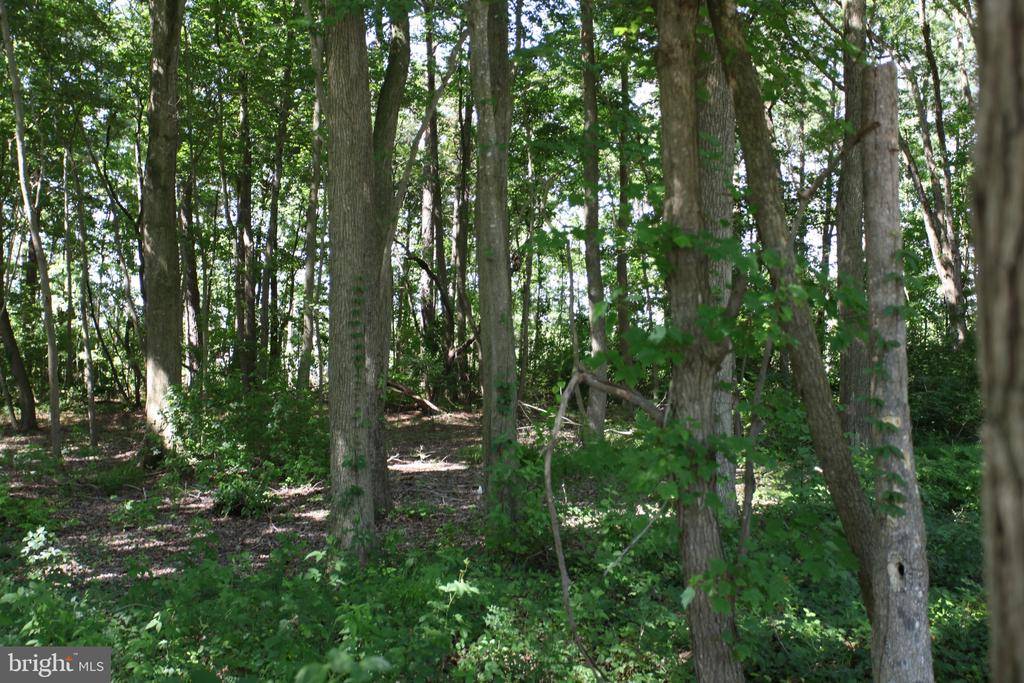 Pocomoke City, MD 21851,LOT 17 WHITE OAKS LN