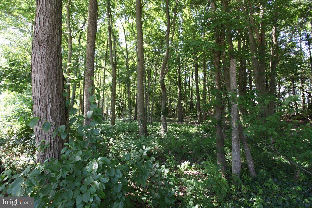 Pocomoke City, MD 21851,LOT 17 WHITE OAKS LN