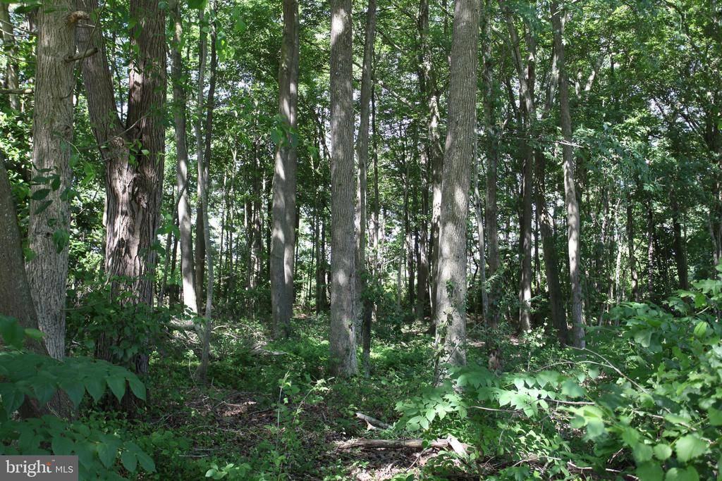 Pocomoke City, MD 21851,LOT 18 WHITE OAK LN