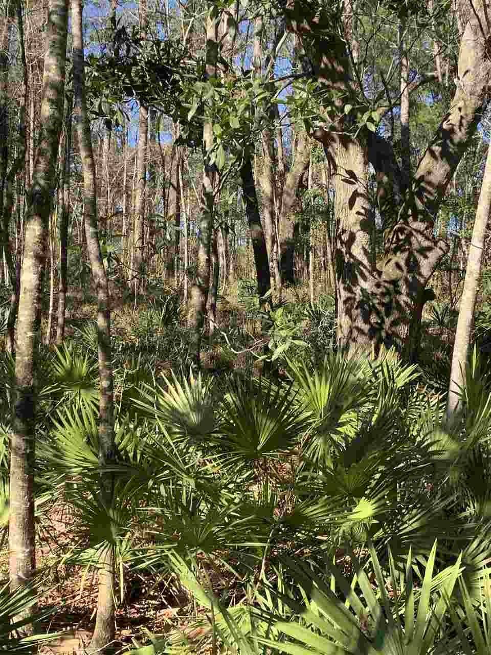 Sopchoppy, FL 32358,0 Persimmon Road