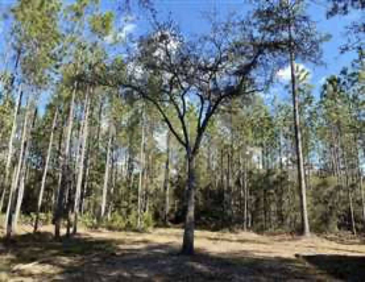 Madison County, FL 32340,Vacant Hike Lake Road