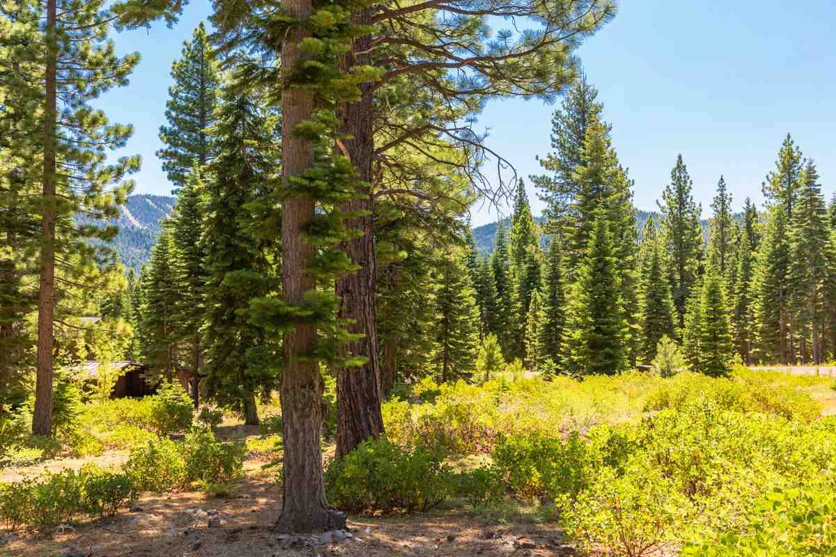 Truckee, CA 96161,10912 Olana Drive