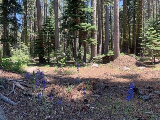 Soda Springs, CA 95728,21164 Donner Pass Road